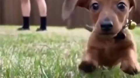 Hello I’m a Baby. 🐾🐾