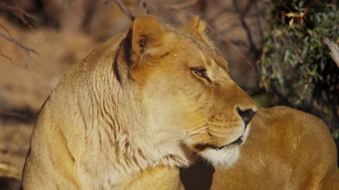 Lioness staring in to space