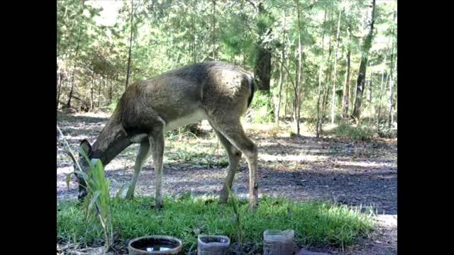 Southeast Texas Backyard Wildlife Garden 91