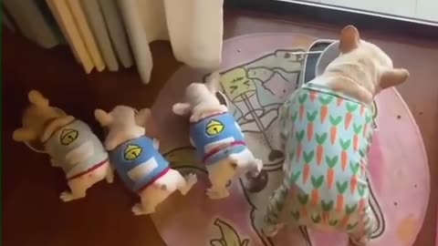 Cute animals doing funny