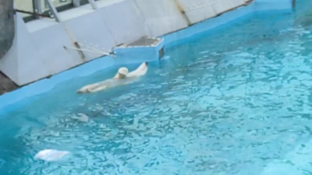 Polar Bear Goes for Relaxing Swim