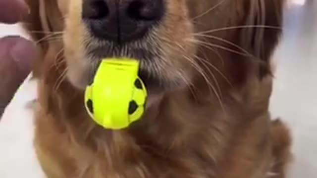 Dog learning how whistle funny #shorts