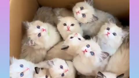 Funny and Cute Cat Video Compilation _#short