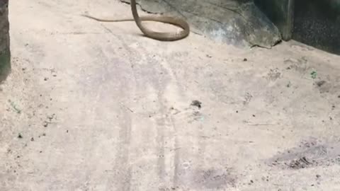 Snake 🐍 and a Mongoose Fight