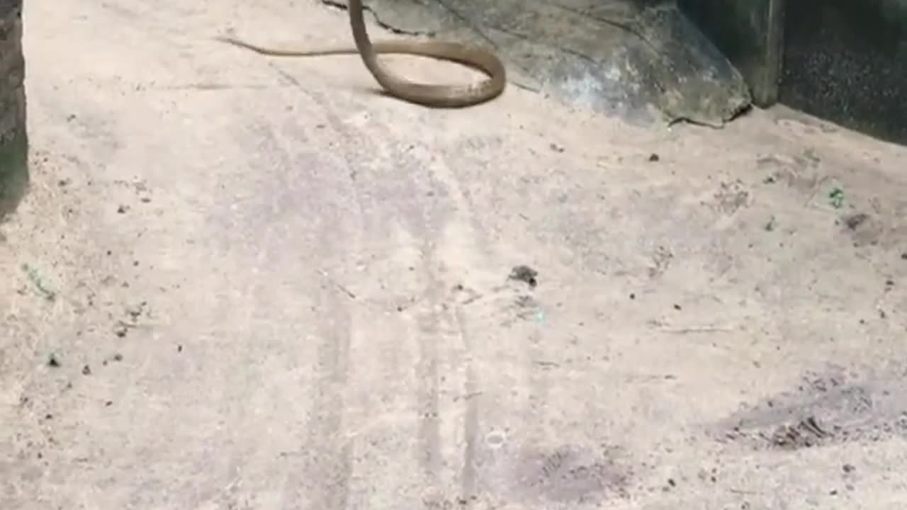 Snake 🐍 and a Mongoose Fight