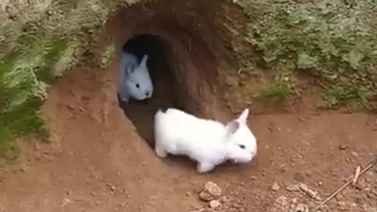 Conejos saline de la madriguera_ crianza al aire libre. _bunny _conejo _rabbits rabbit..