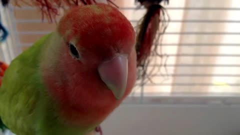 Cute Parrot talks