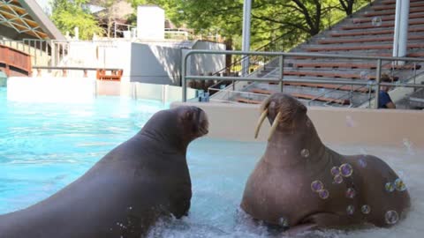 A Man Filmed This Emaciated Walrus At A Marine Park