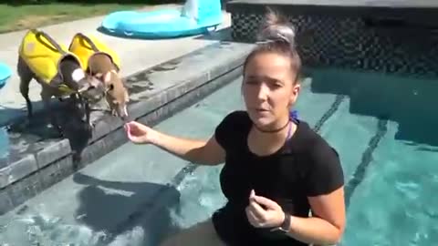 Teaching my dogs how to swim