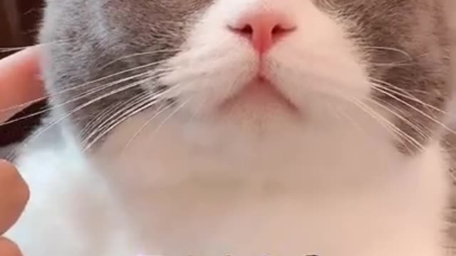 So Cute Face Cat 🥰🥰🥰🥰🥰 _ Adorable Cats 😍😍 _ Daily Funny Pets 🐱