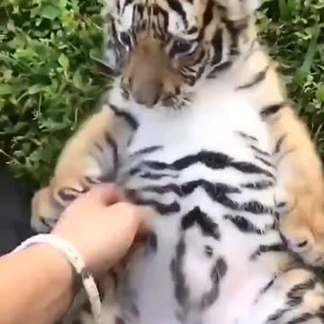 Fofinho filhote de Tigre brincando