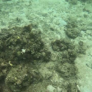 Snorkeling Day, The Reef is Coming Back Alive