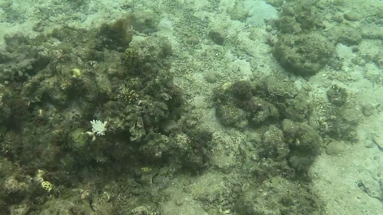 Snorkeling Day, The Reef is Coming Back Alive