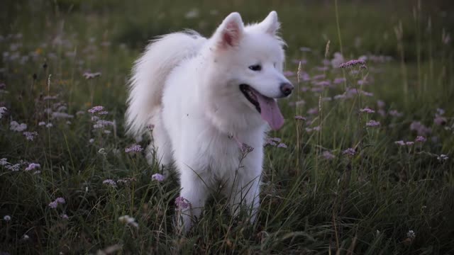 La mémoire des chiens : se souviennent-ils de leurs maîtres ?