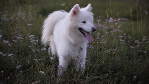 La mémoire des chiens : se souviennent-ils de leurs maîtres ?