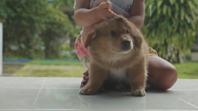 Child sits and stroking a little puppy on the porch of the house in rainy day