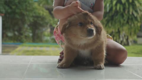 Child sits and stroking a little puppy on the porch of the house in rainy day