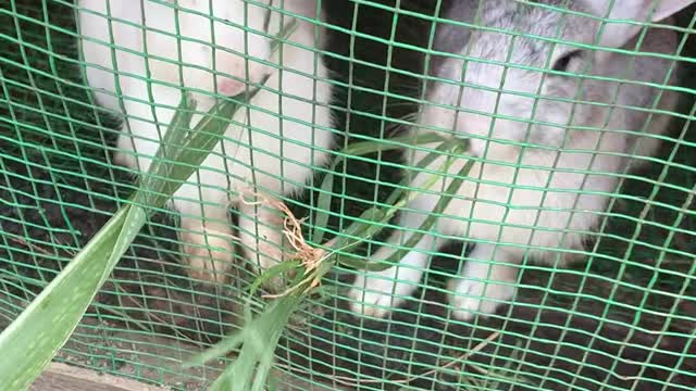 2 Little Rabbits Eating Grass