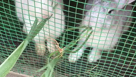 2 Little Rabbits Eating Grass