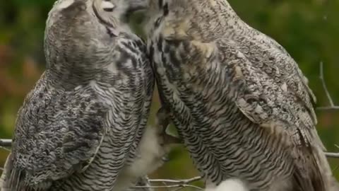 Cute Owl Couple