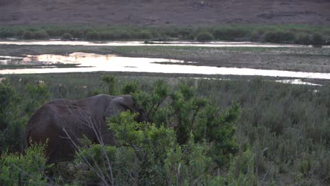 Elephant eating from a tree close to a lake in Kruger National Park South Africa