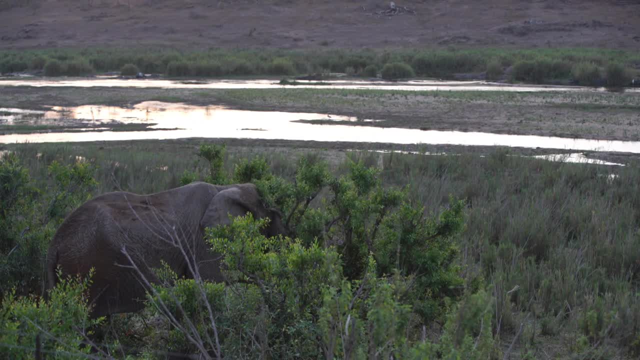 Elephant eating from a tree close to a lake in Kruger National Park South Africa