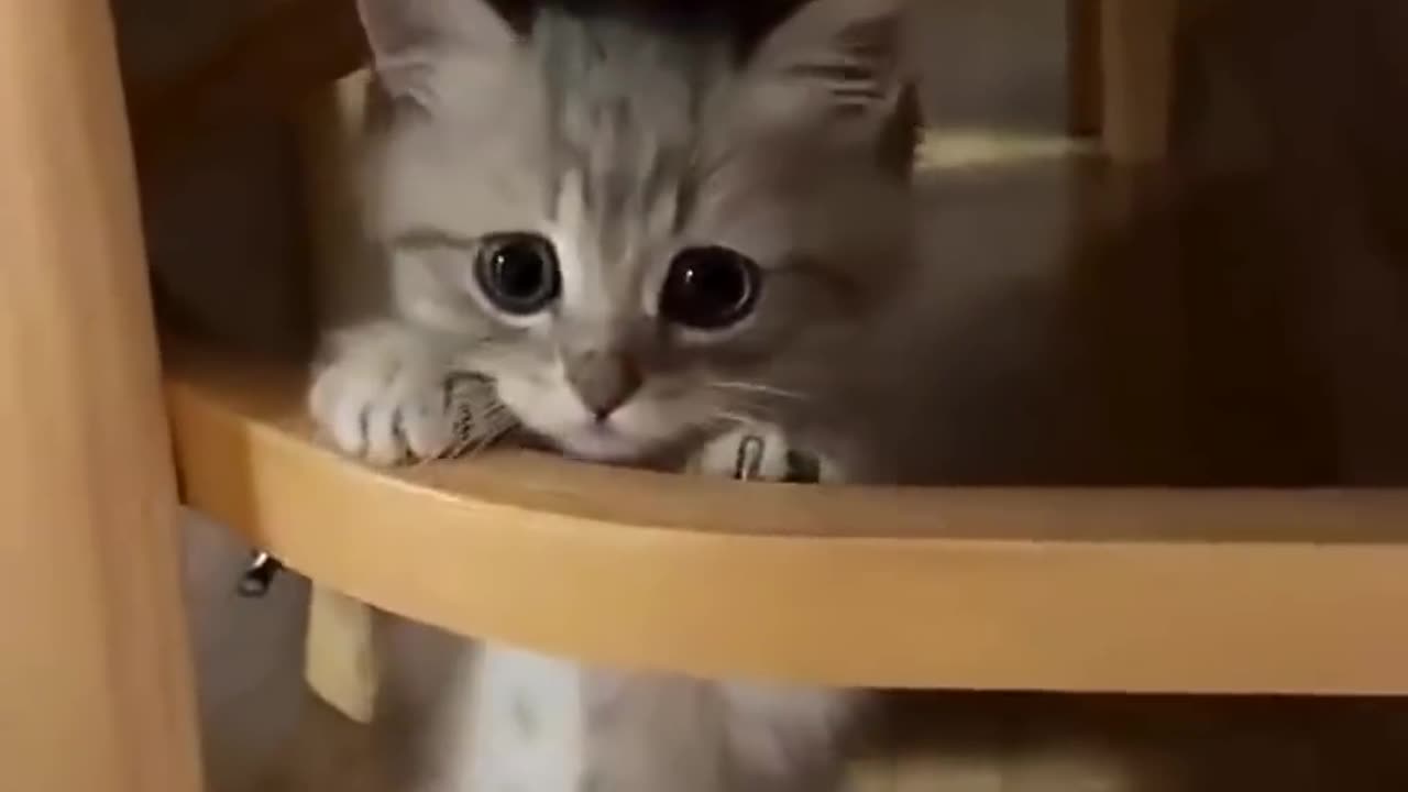 Cute cats & funny cats😍🥰
