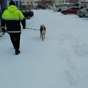 We walk with a dog in the winter.