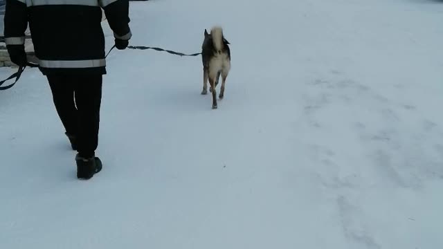 We walk with a dog in the winter.