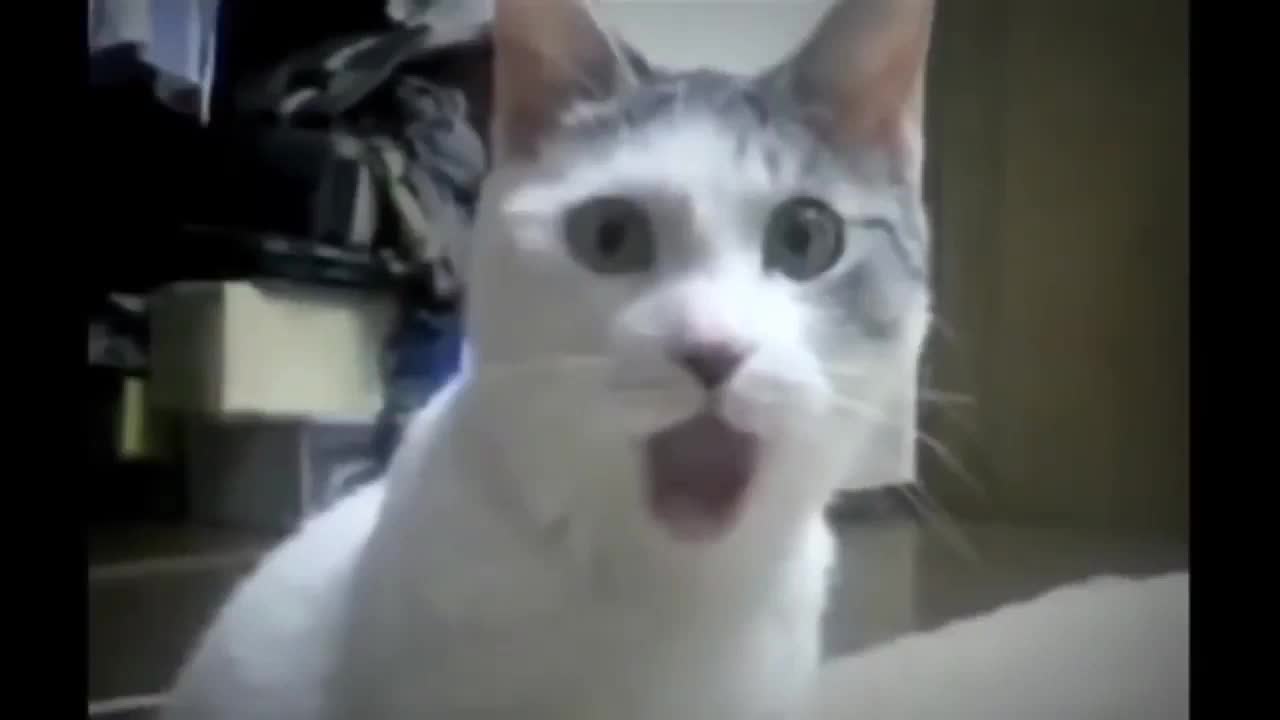 Los gatos y perros graciosos,(^._.^)ノ