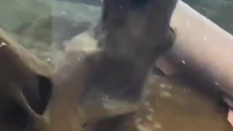 Electric eel​​​ #shorts