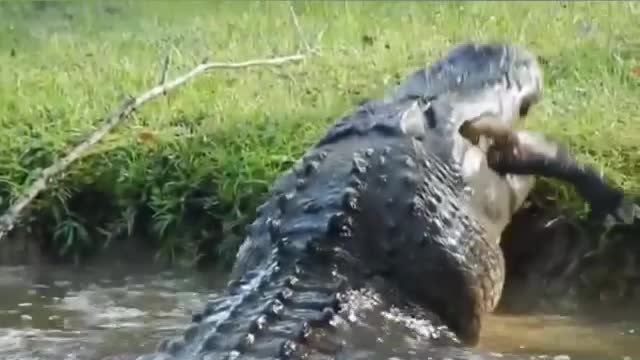 Massive gator eats a 6 foot alligator in someone’s backyard