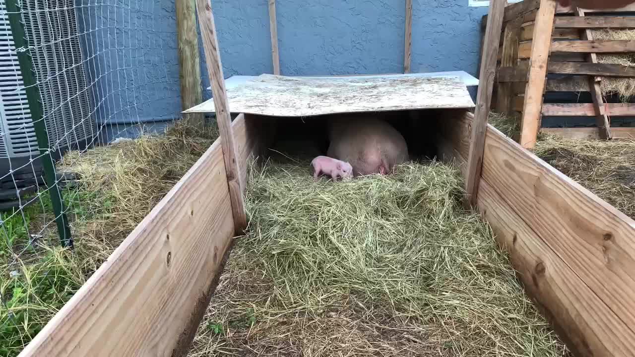 Mini-pig Mama