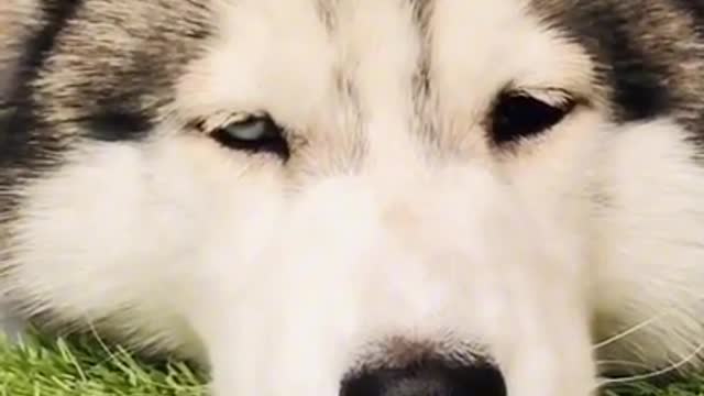 My Lovely dog husky funny and cute