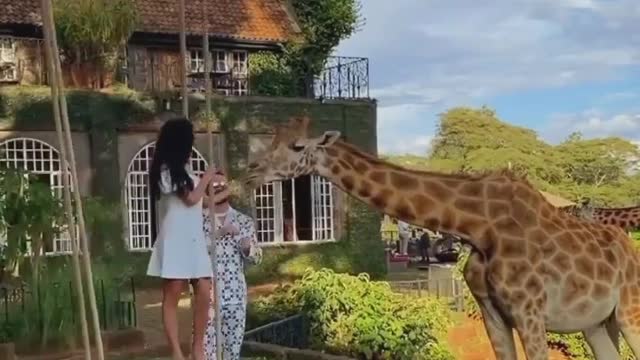 wild.exploreranimal 🥰🦒