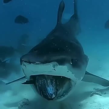 Amazing Animal Pictures