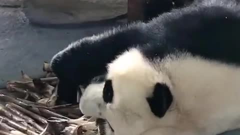 panda