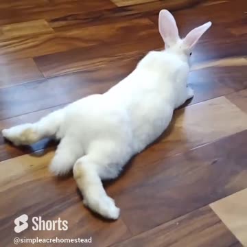 Bunny slip slidin' away