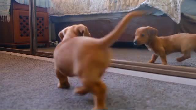 The cute dog is getting confused by seeing his own reflection