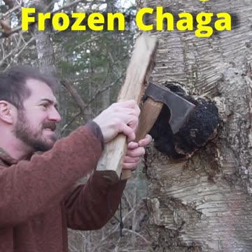 You'll Need an Axe to Forage this Wild Mushroom!