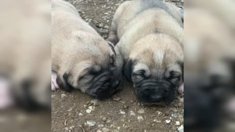 two funny little puppies