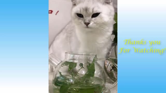 Cute Cats And Funny Dogs Videos Compilation