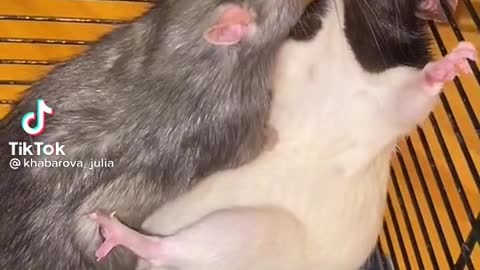 rat,love