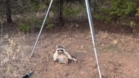 Raccoon Plays Dead