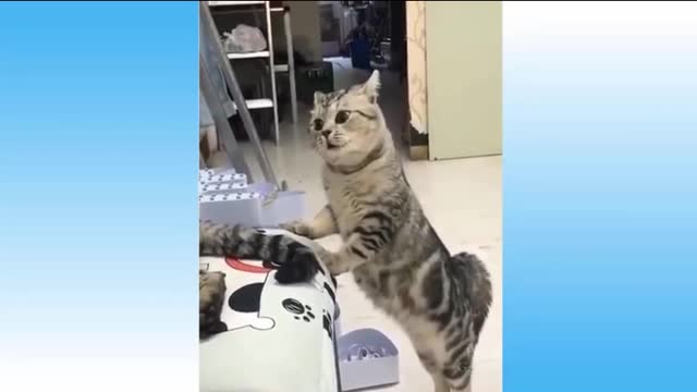 Funny playing cat 🐈