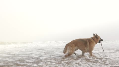 My dog like play in sea