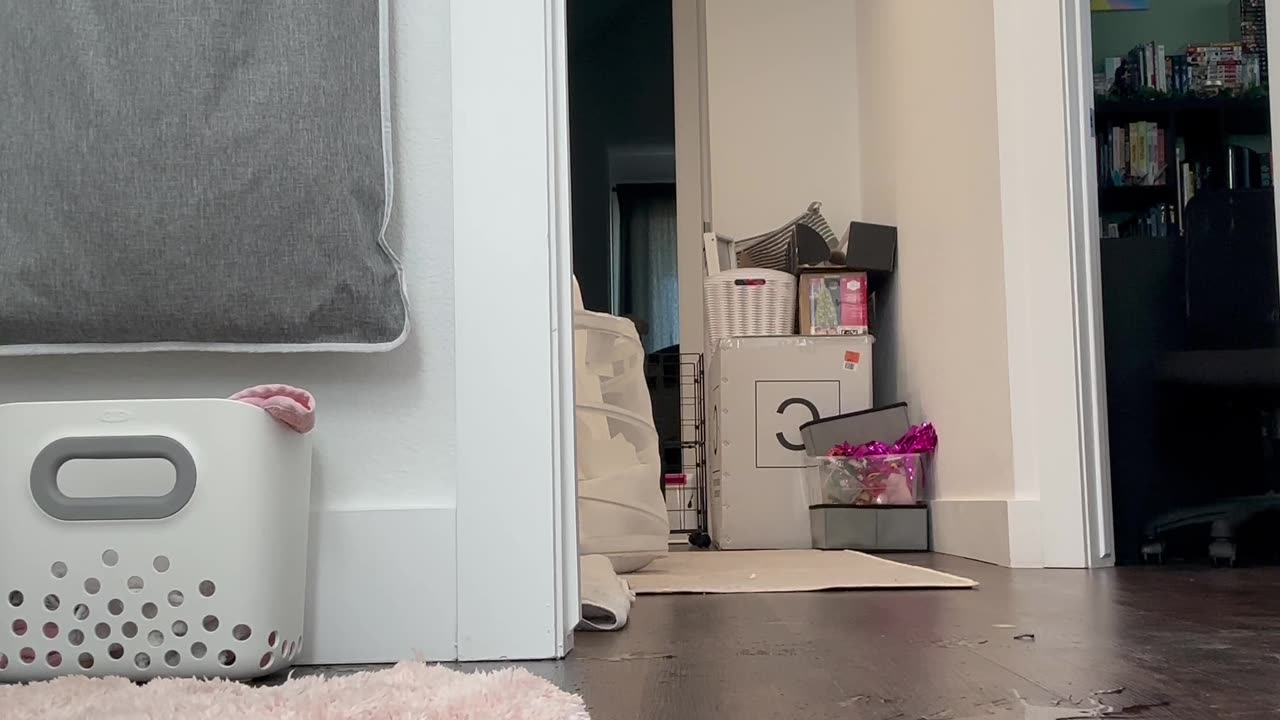 Playful Puppy Refuses to Let Water Stay in the Bowl