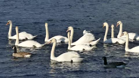 Cygnes et Canard