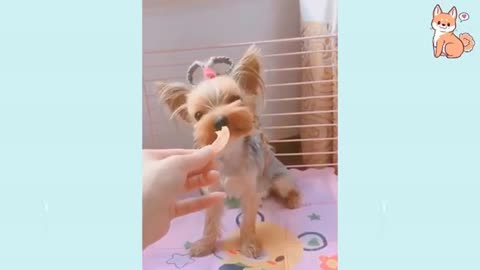 MUST Watch! Cute Puppies Cute Funny and Smart Dogs Cute Buddy