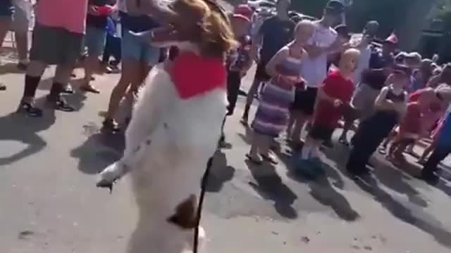 Happy 3 Legged Doggo Struts his Stuff